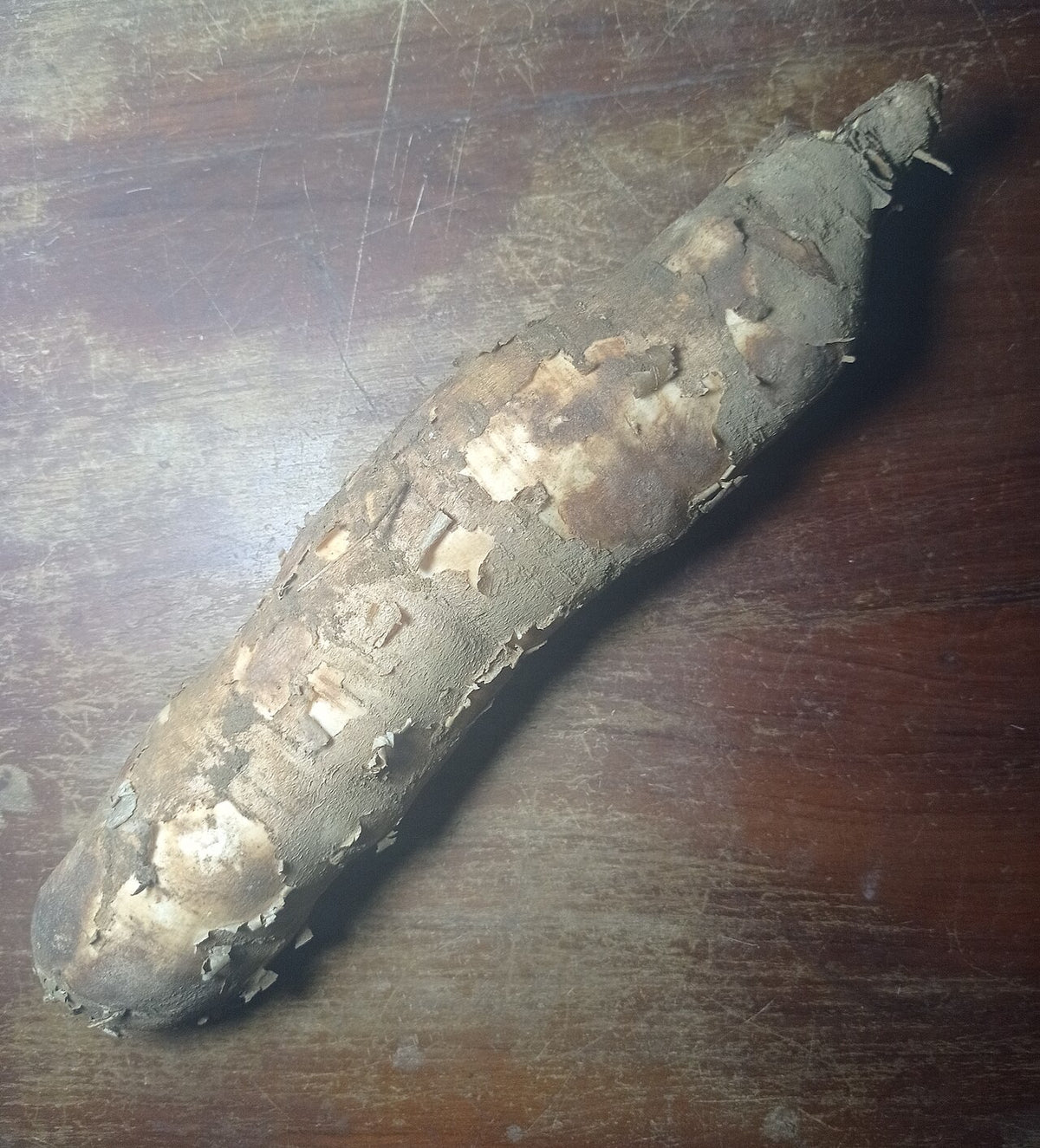Whole cassava roots with brown bark-like skin, the plant that tapioca fiber is made from