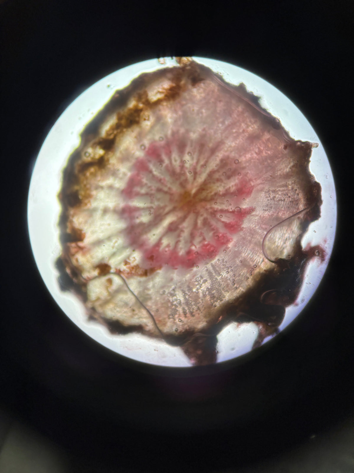 Cross-section of a chicory root, a common source of inulin prebiotic fiber