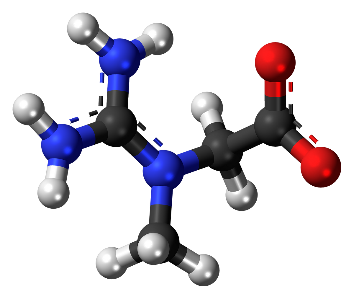 A ball-and-stick model of the creatine molecule, the compound taken at about 20 g a day during a loading phase