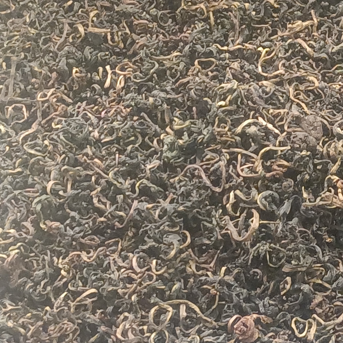 A cup of dandelion leaf tea, a common diuretic herb in debloating supplements for women