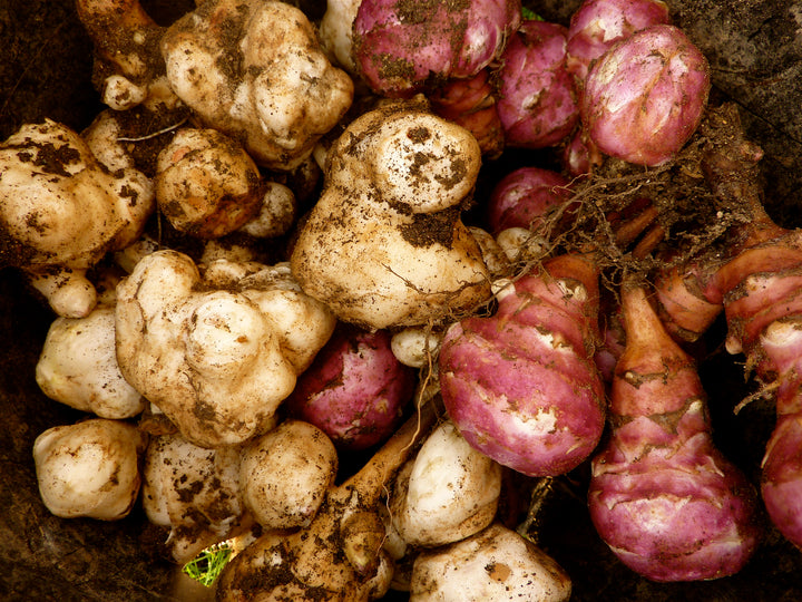 Jerusalem Artichoke: The Inulin-Rich Prebiotic for Your Gut