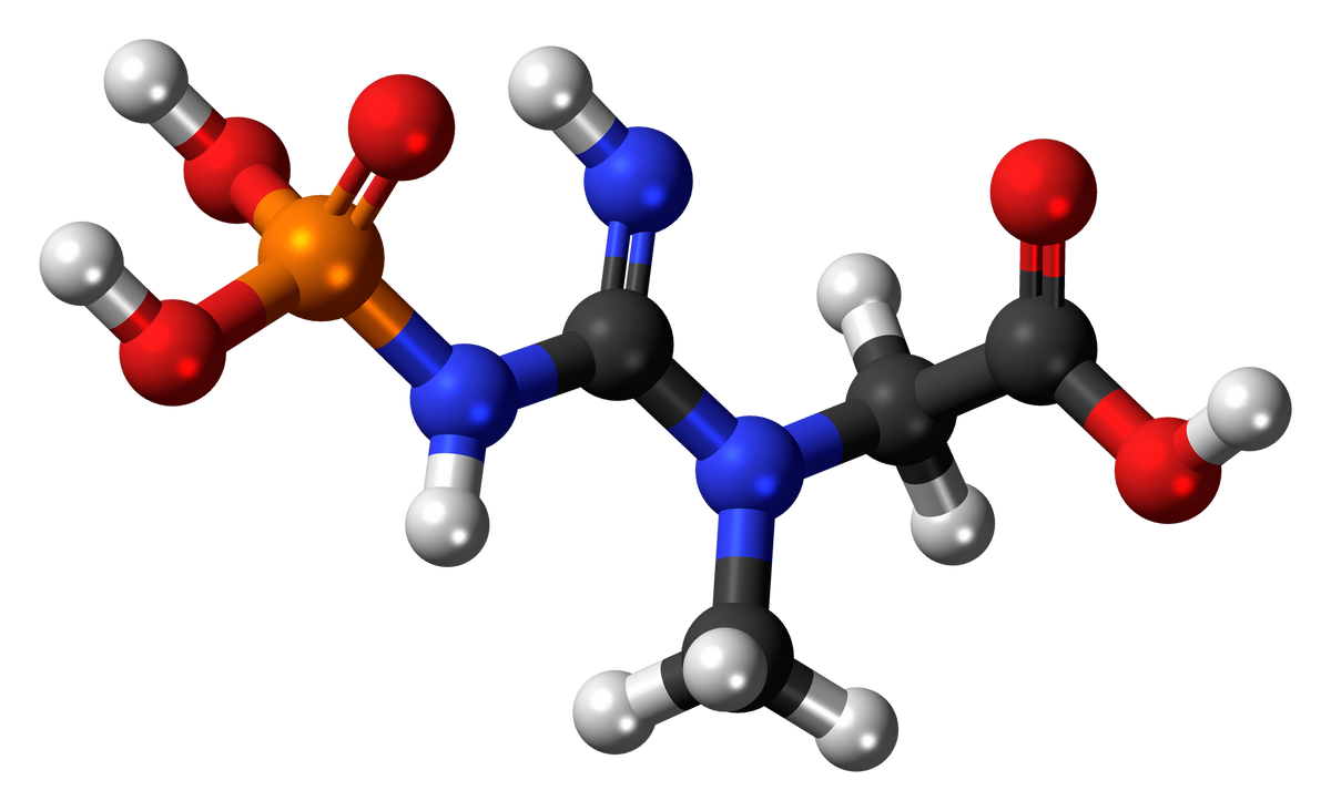 A ball-and-stick model of phosphocreatine, the form of creatine muscles store to rebuild ATP during short, hard efforts