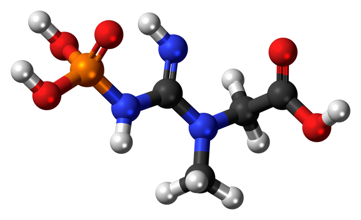 How creatine powers quick bursts of energy in strength training