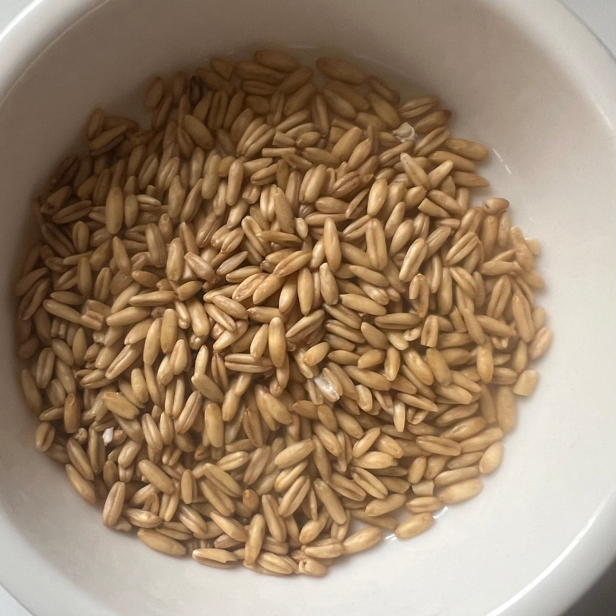 A white bowl of uncooked whole oat groats, the grain that oat bran comes from