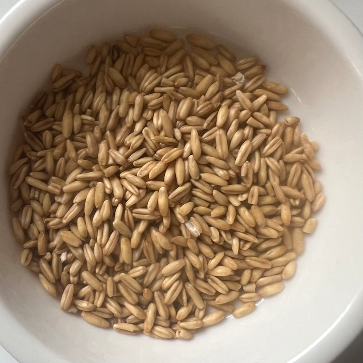 Resistant starch, chicory root, oat bran, and psyllium: a guide to fiber types