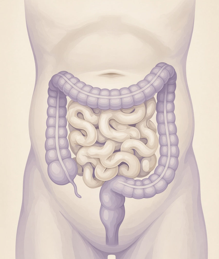 Estroboloma y hormonas